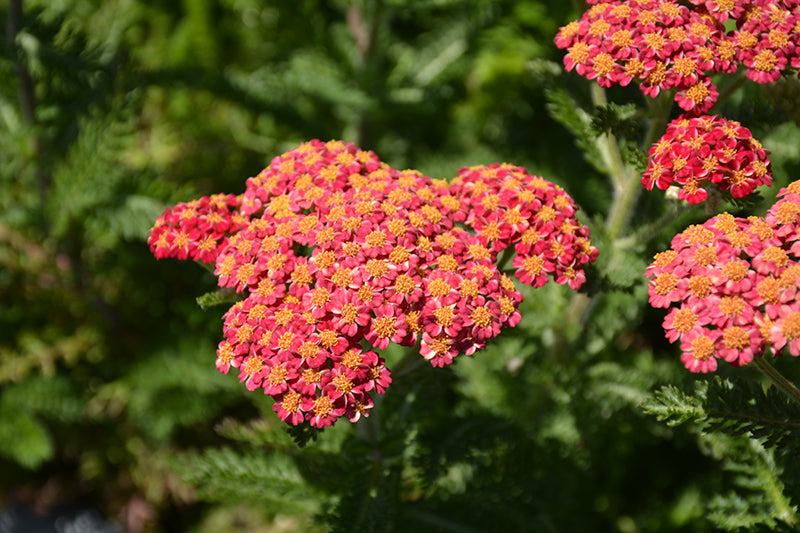 Achillea 'Skysail Fire'