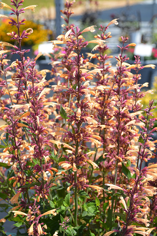 Agastache 'Queen Nectarine'