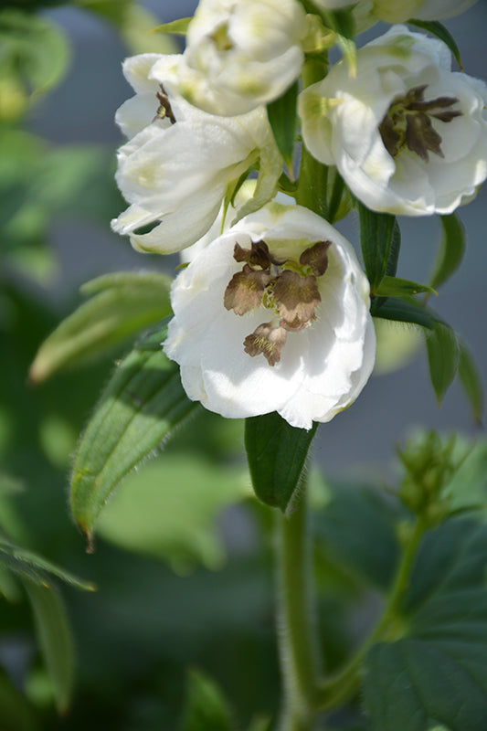 Delphinium 'Delphina White Black Bee'