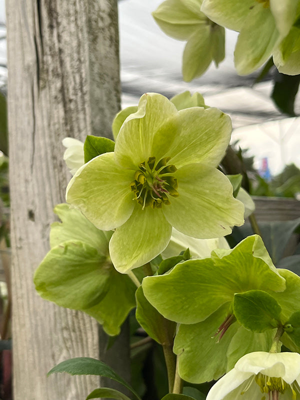 Helleborus 'INR White'