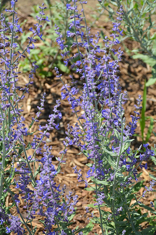 Perovskia atriplicifolia 'Compact Bluesette'