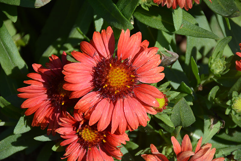 Gaillardia 'Spintop Red'