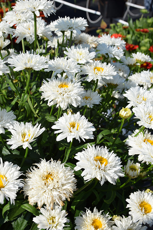 Leucanthemum 'Rebecca'