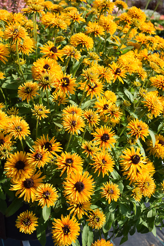 Rudbeckia 'Lion Cub'