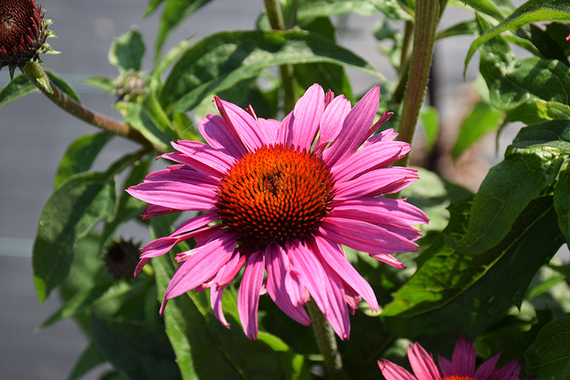 Echinacea 'Rose Compact'