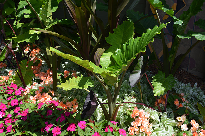 Alocasia macrorrhiza