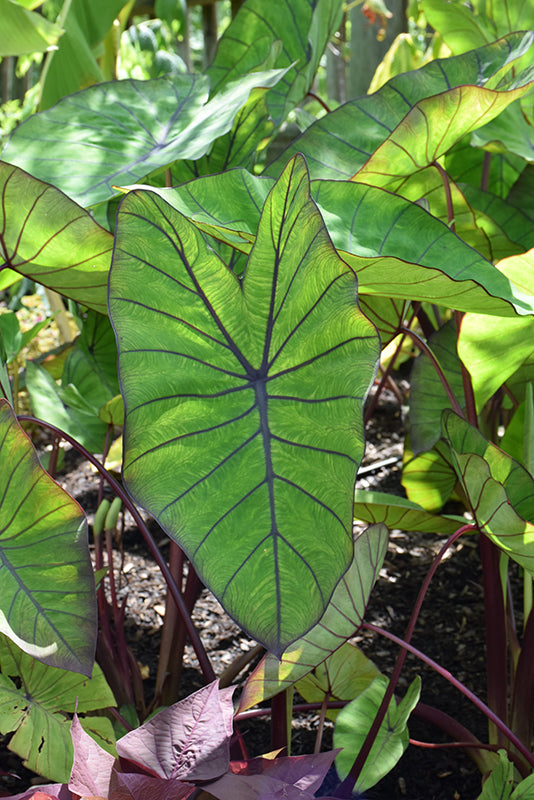 Colocasia esculenta 'Blue Hawaii'