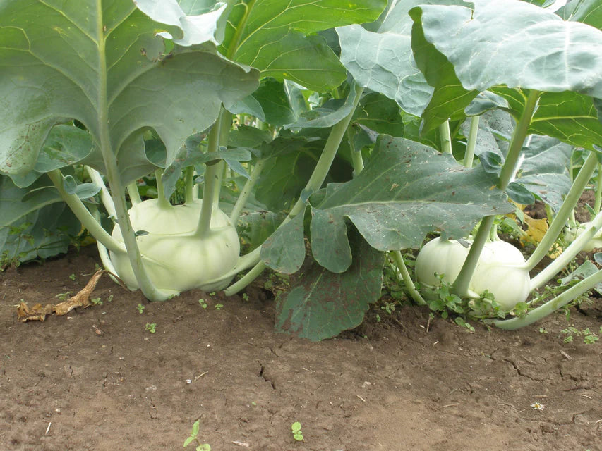 Kohlrabi - Sparta