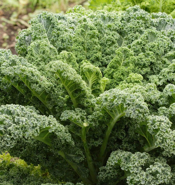 Kale - Winterbor