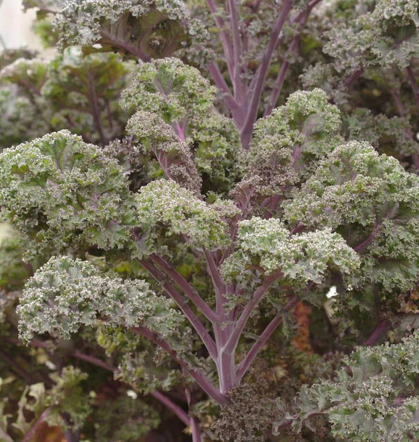 Kale - Redbor (Coated)