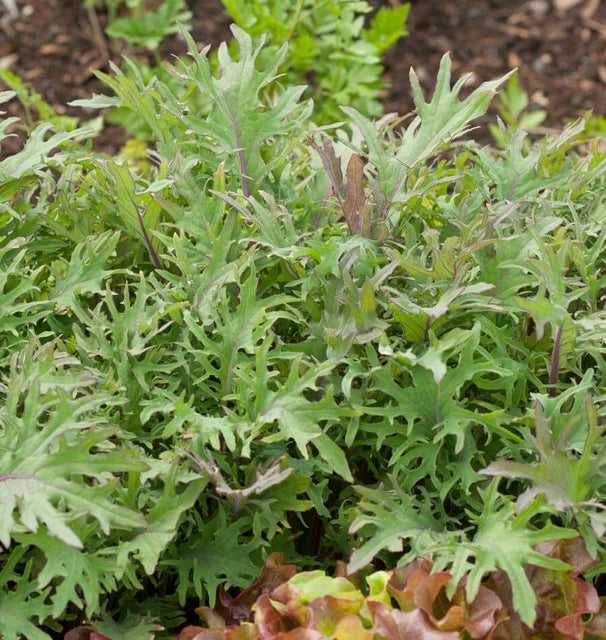 Kale - Red Russian