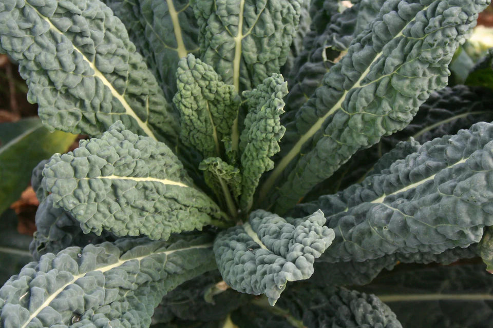 Kale - Black Magic - Certified Organic