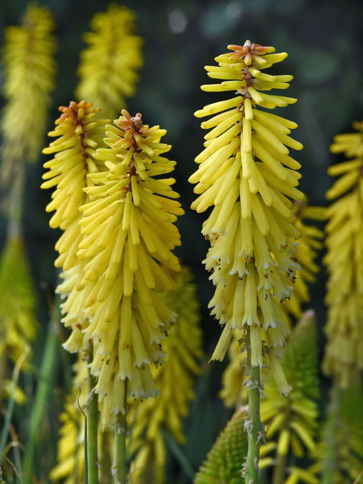 Kniphofia 'Glowstick'