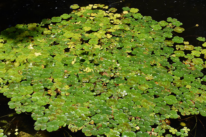 Marsilea mutica