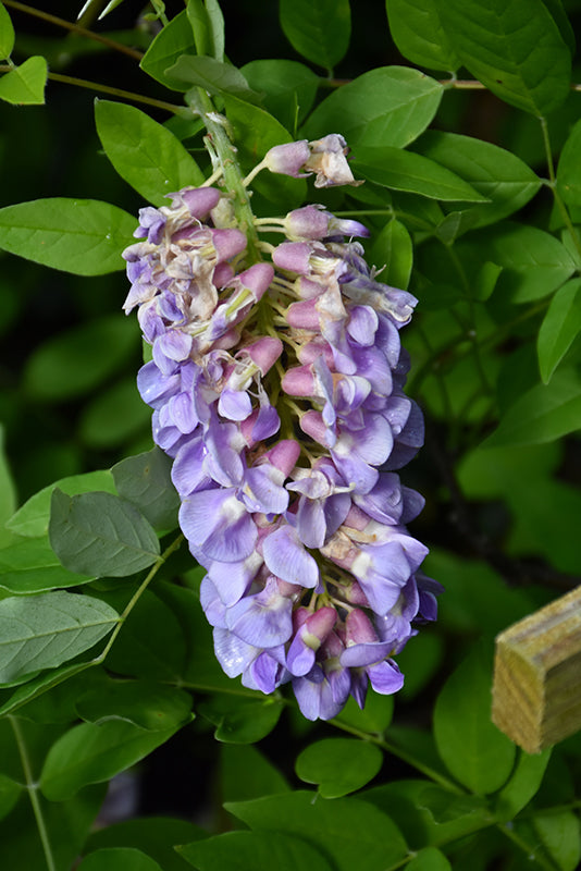 Wisteria frutescens 'Amethyst Falls'