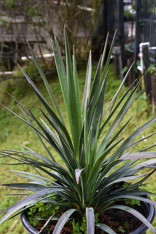 Yucca 'Magenta Magic'