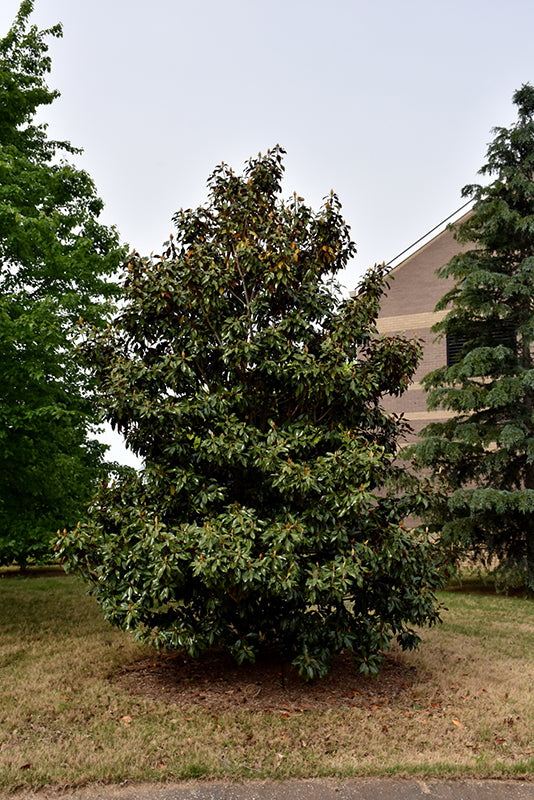 Magnolia grandiflora 'Kay Parris'