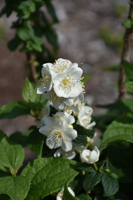 Philadelphus coronarius 'Illuminati Tower'
