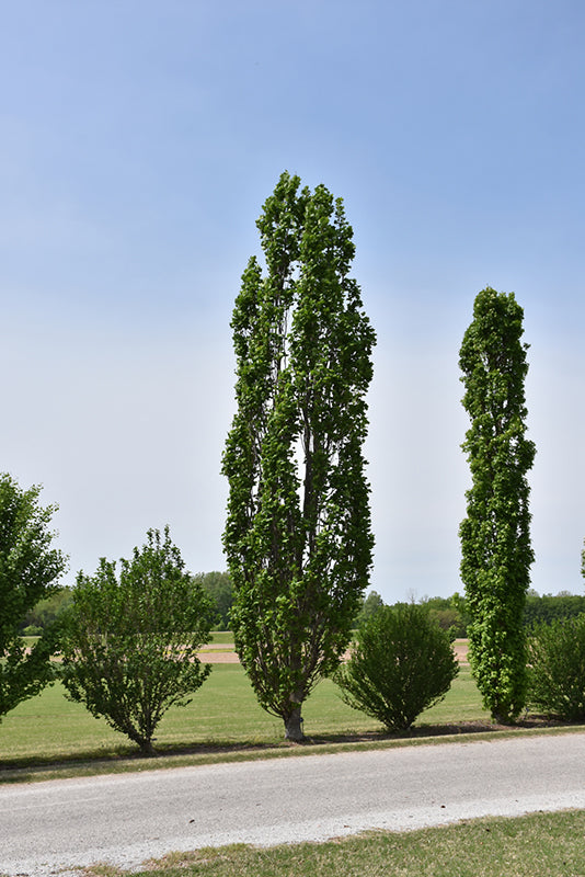 Liriodendron tulipifera 'Arnold'