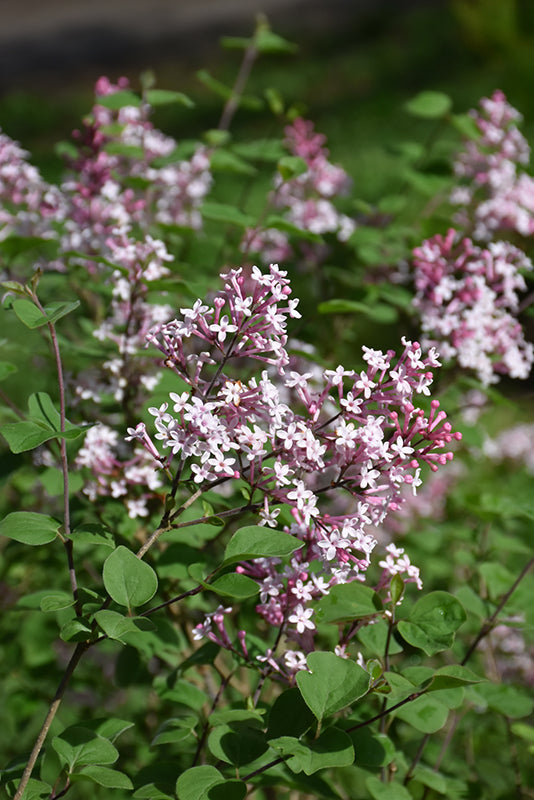 Syringa meyeri 'Flowerfesta Pink'