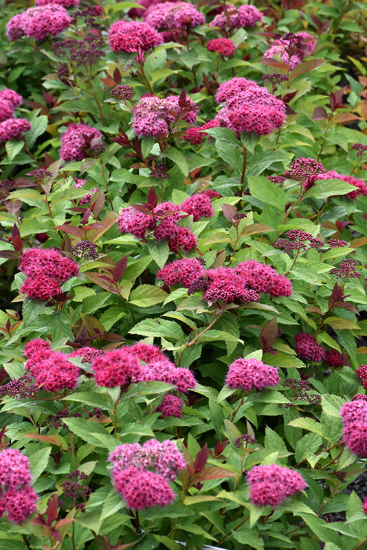 Spirea 'DP Doozie' PW