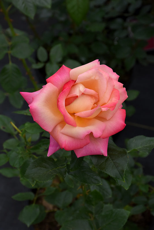Rosa 'Chicago Peace'