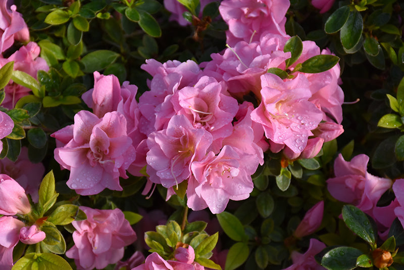 Azalea 'Double Pink'