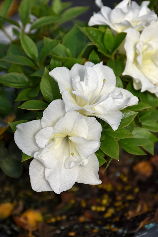Azalea 'Double White'
