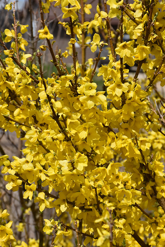 Forsythia 'Show Off'