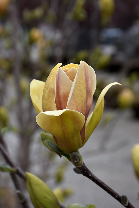Magnolia 'Sunsation'