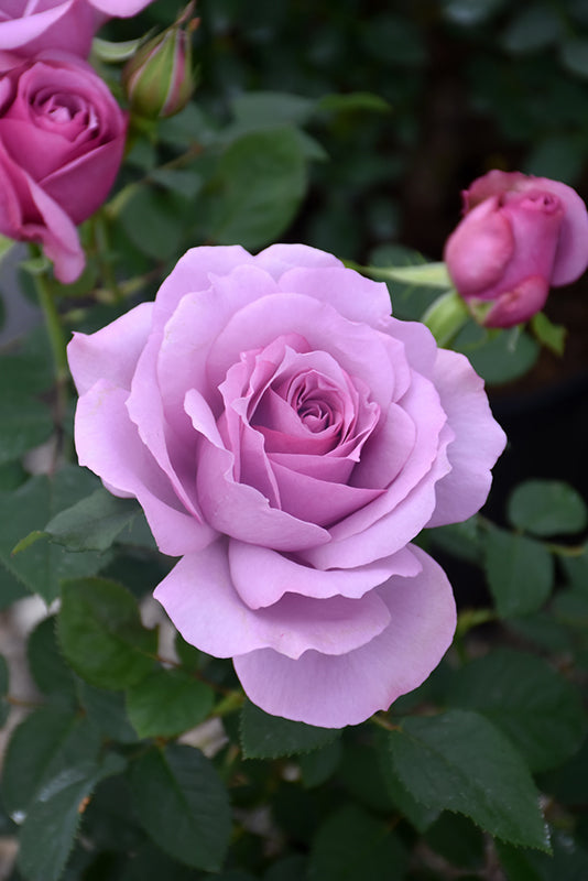 Rosa 'Love Song'