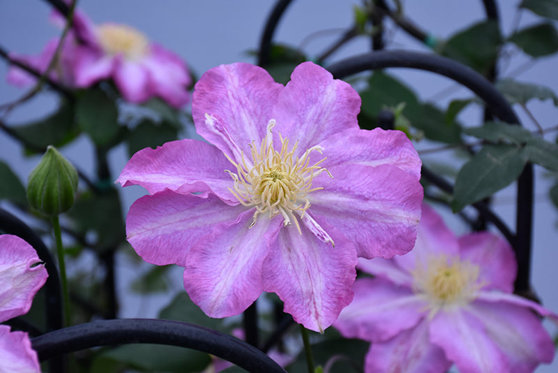 Clematis 'Asao'