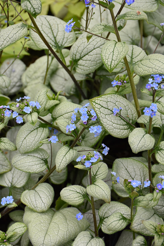 Brunnera macrophylla 'Alexandria'