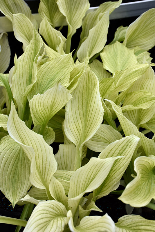 Hosta 'White Feather'