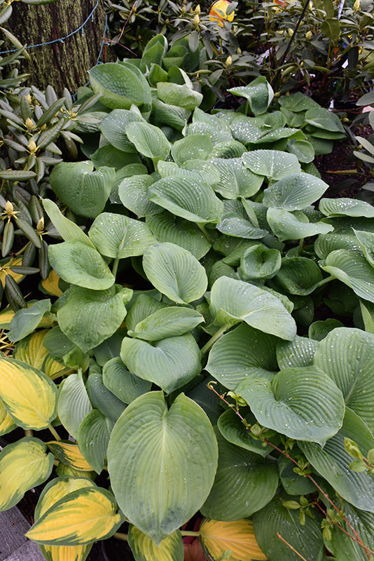 Hosta sieboldiana 'Elegans'