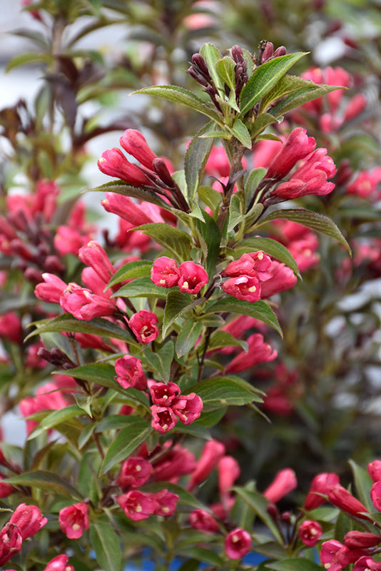 Weigela x 'Electric Love'