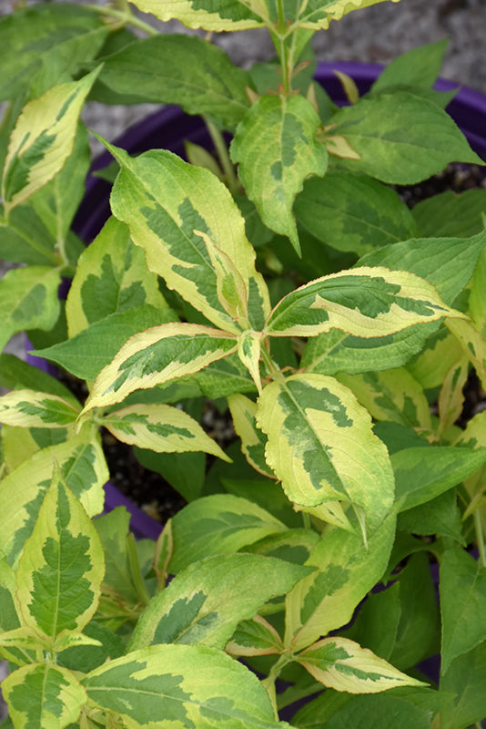 Weigela florida 'Sunset Improved'