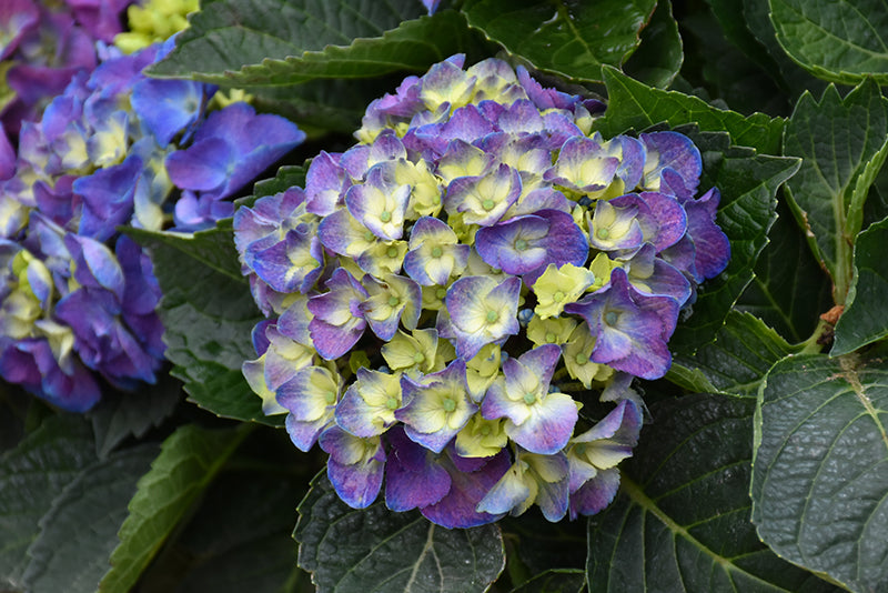 Hydrangea macrophylla 'Onyx Peacock'