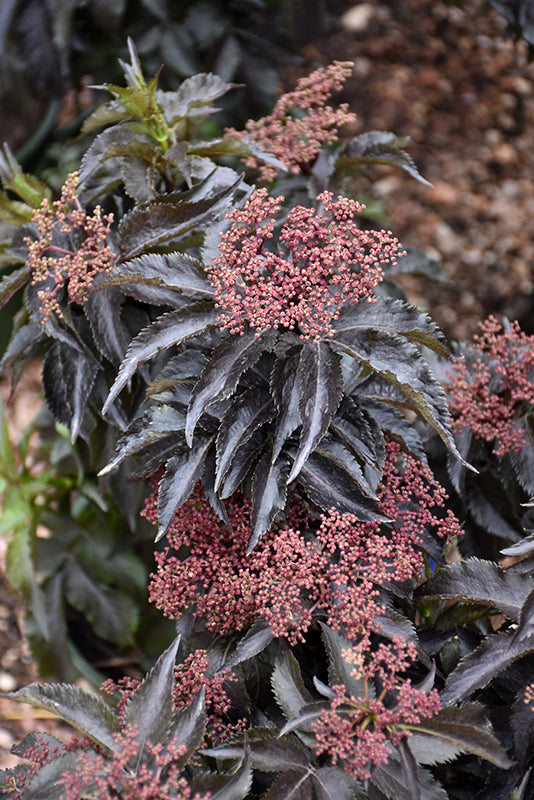 Sambucus nigra 'Black Tower'