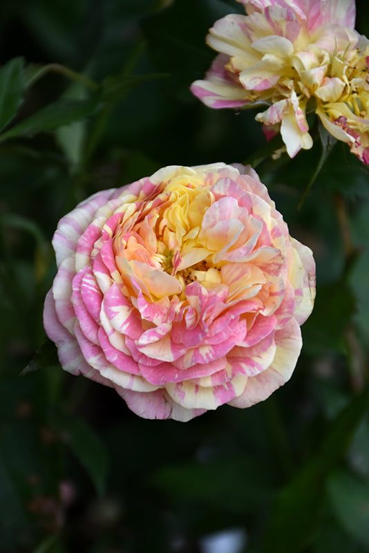 Rosa 'Pop Art'