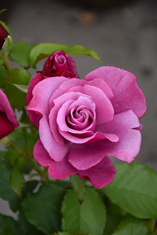 Rosa 'Barbra Streisand'