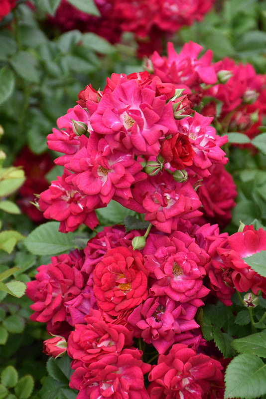 Rosa 'Children's Hope'