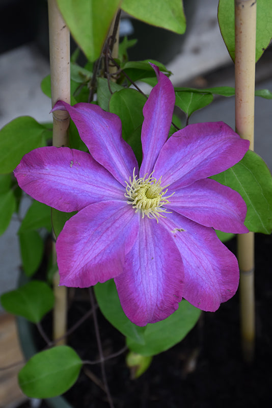 Clematis 'Pink Champagne'