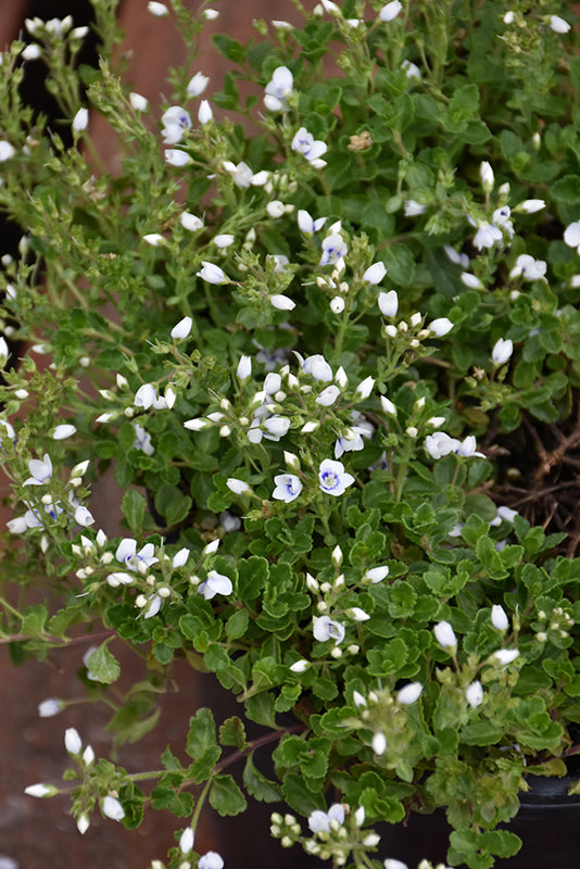 Veronica 'Snowmass'