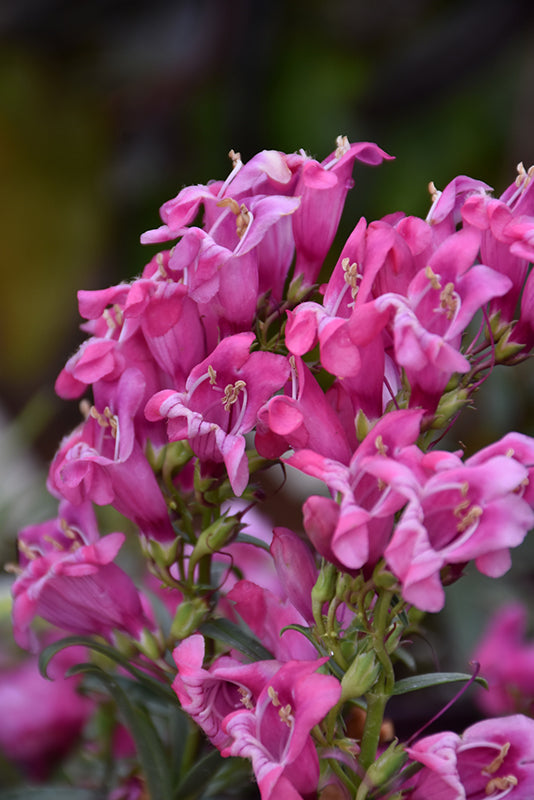 Penstemon 'Rock Candy Pink'