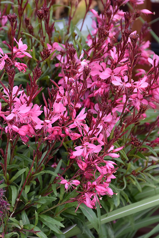 Gaura 'Belleza Dark Pink'