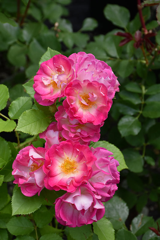 Rosa 'Cupid's Kisses'