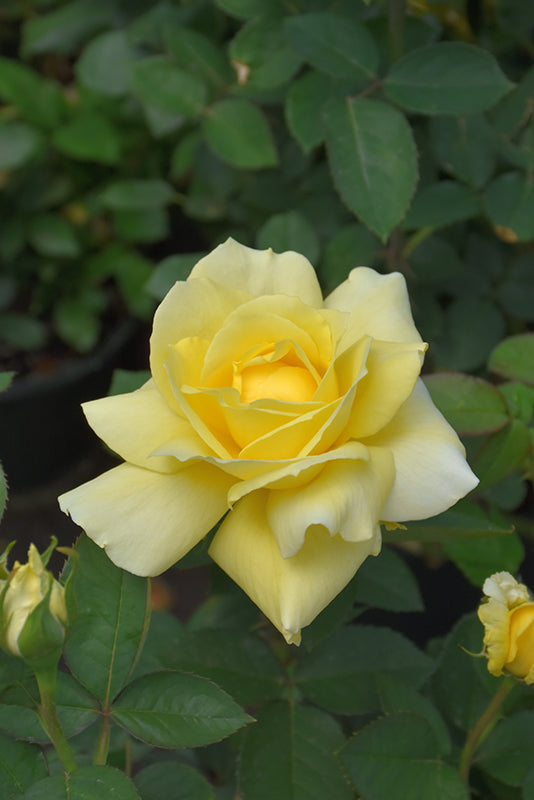 Rosa 'Mellow Yellow'