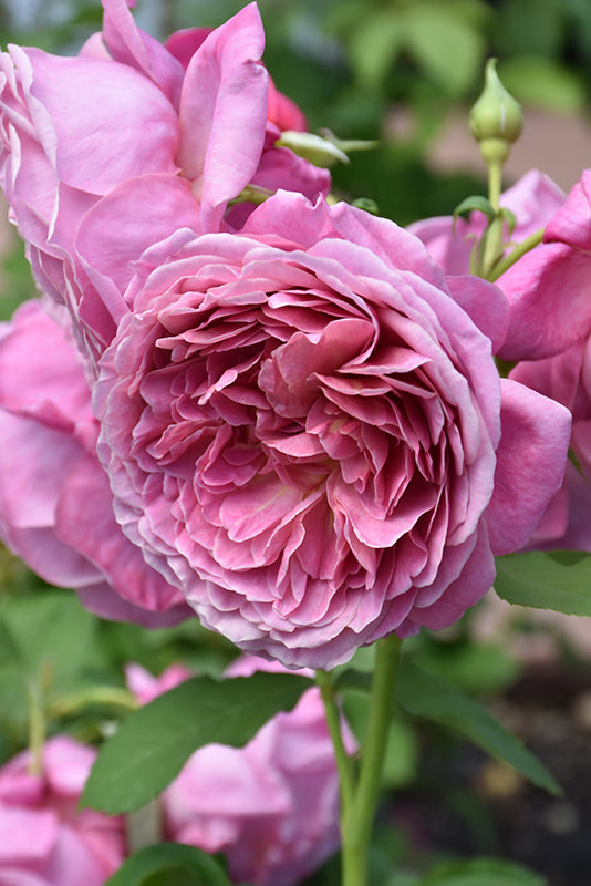 Rosa 'Queen of Elegance'
