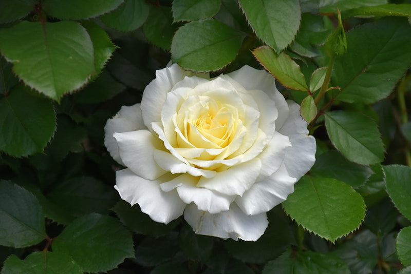 Rosa 'White Licorice'